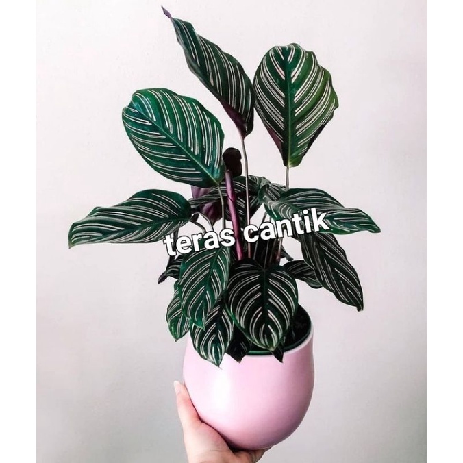Calathea Ornata / Calathea Pink Stripe