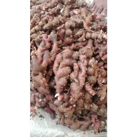 

jahe merah herbal bumbu dapur