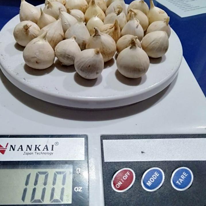 

Buruan Beli--Bawang Putih Tunggal Bandung 100 gr Garlic Bawang Putih Lanang Bawang Putih Satu Siung Bawang 1