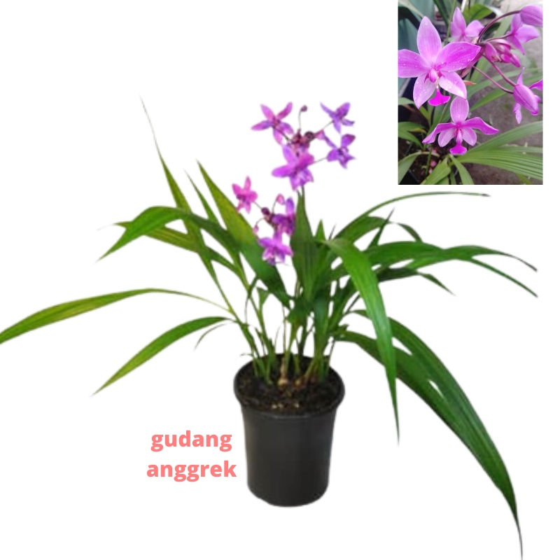 anggrek spatoglotis dewasa berbunga wangi