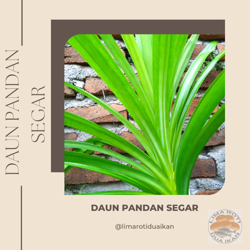 

Daun Pandan Wangi segar per ikat 10lembar