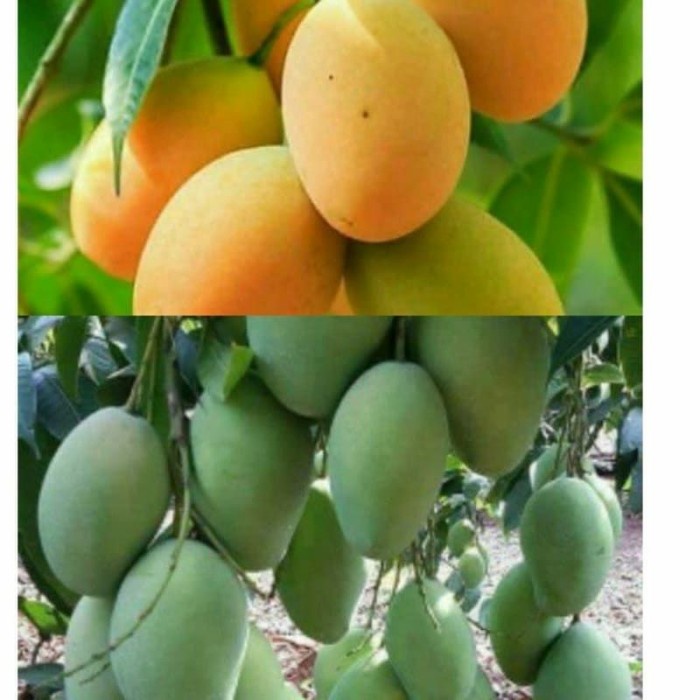Paket bibit Mangga 2 pohon UNGGULAN
