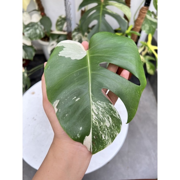 king monstera deliciosa variegata 1 daun pancing udah bertunas