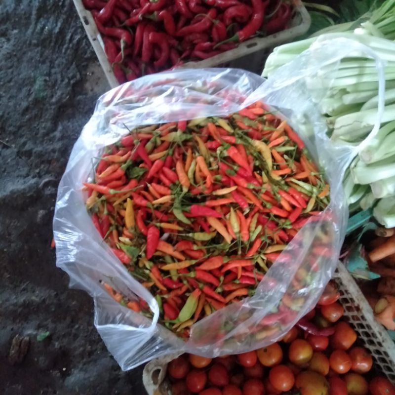 

cabai rawit