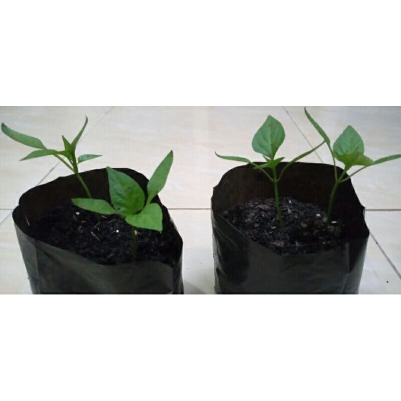 tanaman paprika merah bibit paprika merah