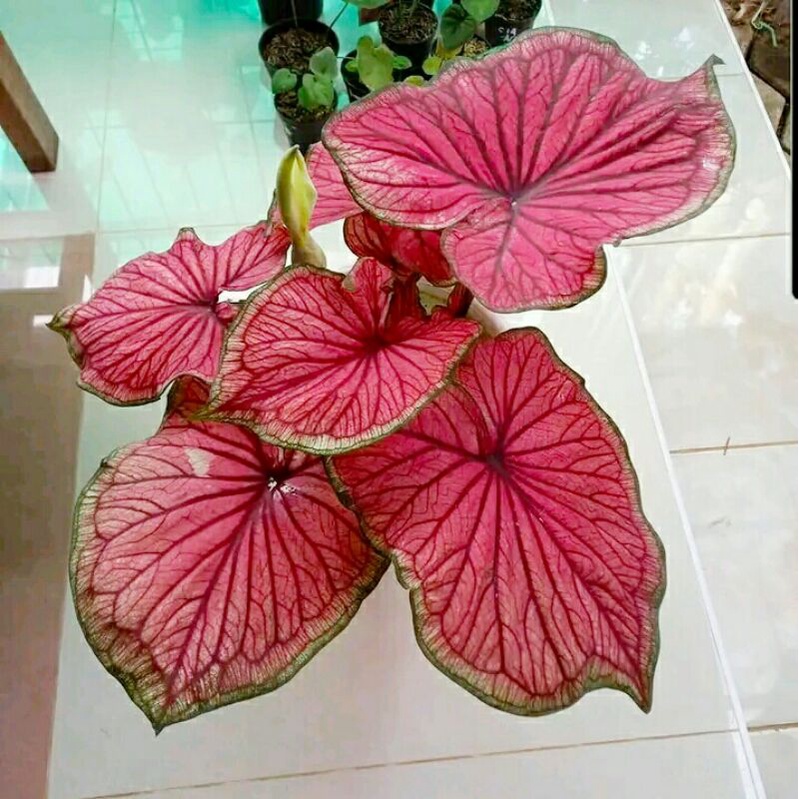 bibit keladi red jaguar daun ganda caladium