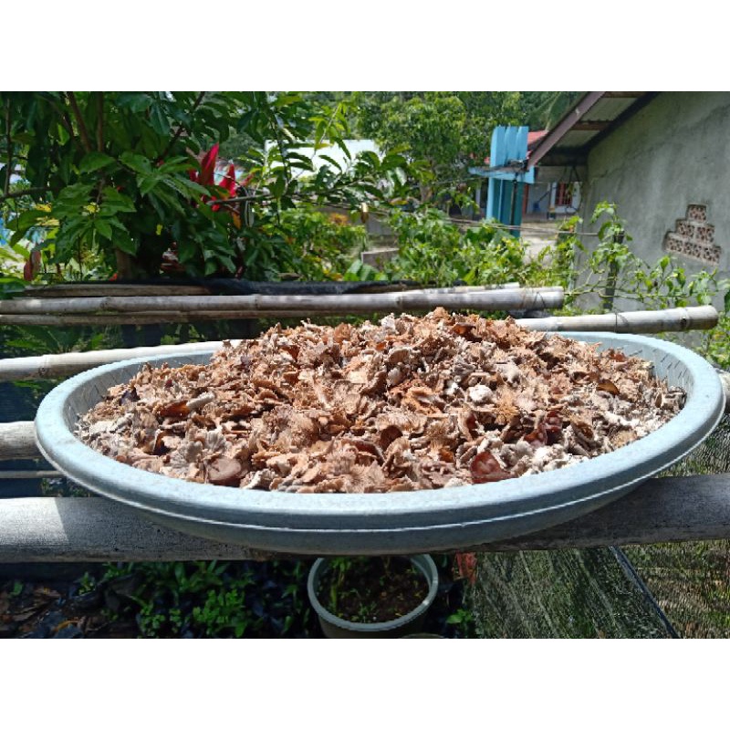 

Jamur Krikit kering, kemasan 150 grm