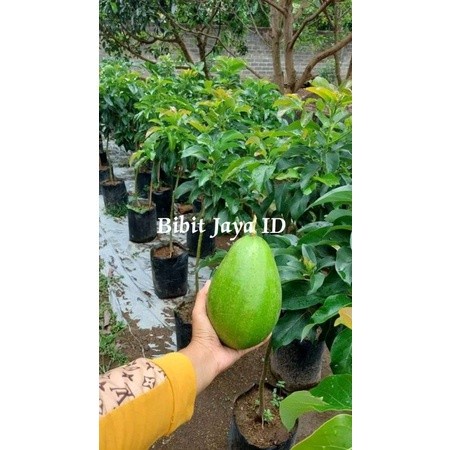 Bibit Tanaman Buah Alpukat Florida Ketinggian 1 Meter Up UNGGULAN