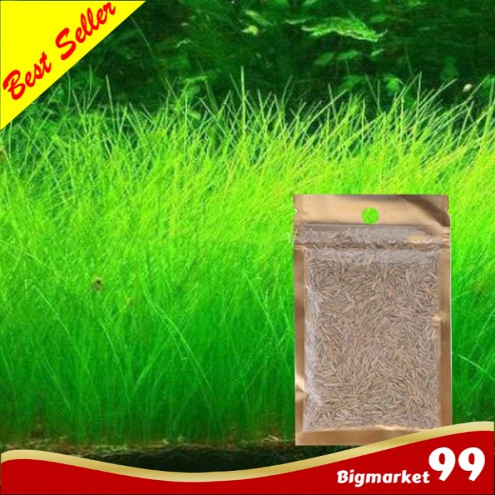 Bibit Rumput Air Akuarium Dekorasi Aquarium Landscape Ornament - Big Fescue