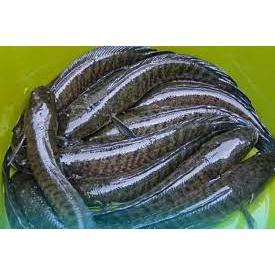 

Ikan Gabus Segar 1000gr (sudah dibersihkan)
