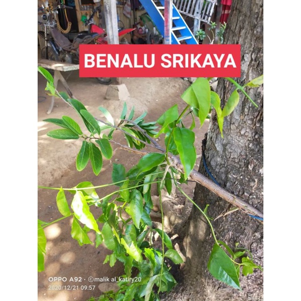 

BENALU SRIKAYA FRESH ORGANIK 1000 GRAM TOPP SELLER