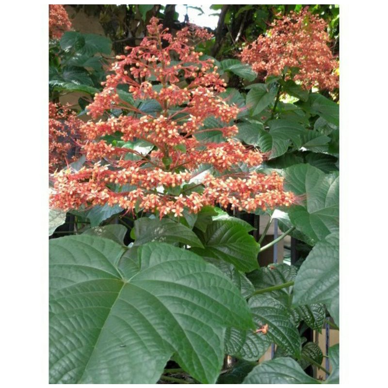 Daun Bunga Pagoda Segar 1 Kg / Daun Pagoda Jimat Untuk Mancing