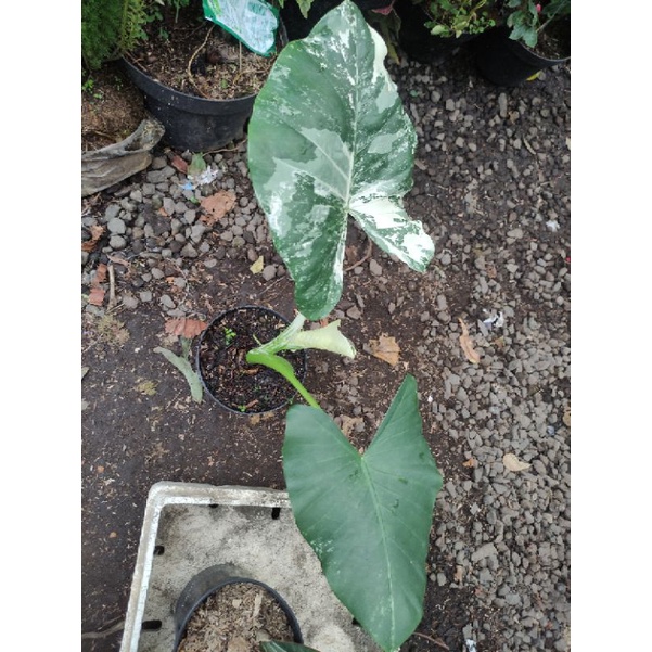 alocasia cuprea & sente var