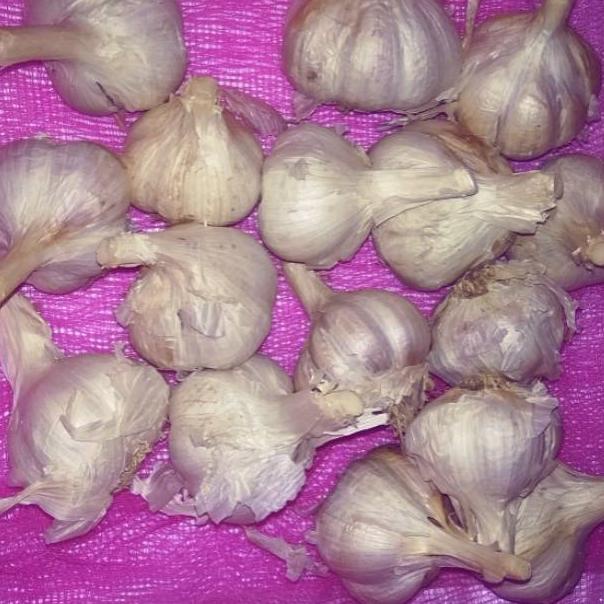 

ㅉ Bawang Putih Kating 1 KG NEW 3398 ❅