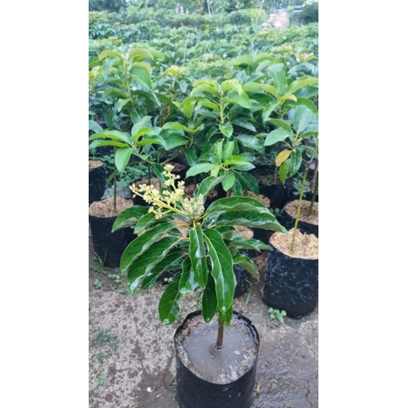 bibit mangga sudah berbunga berbagai jenis bibit mangga sudah berbunga dan cepat berbuah