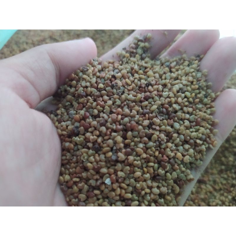 1/2 kg biji orok orok atau eceng (Crotalaria juncea) baru unggul