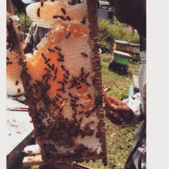 

Diskon✔️Madu sarang melifera langsung dari peternak 500 gr|RA4