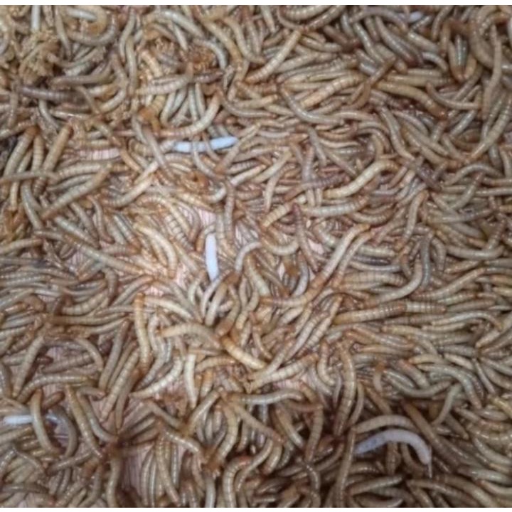 ulet hongkong hidup pakan burung umpan mancing ikan lelel bawal patin