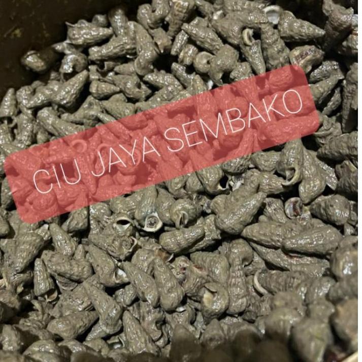

Ready Stok KEONG NENEK / KATANGLO / SIPUT SEDUT / KEONG / KATANG LO / KEONG SAWAH !!!