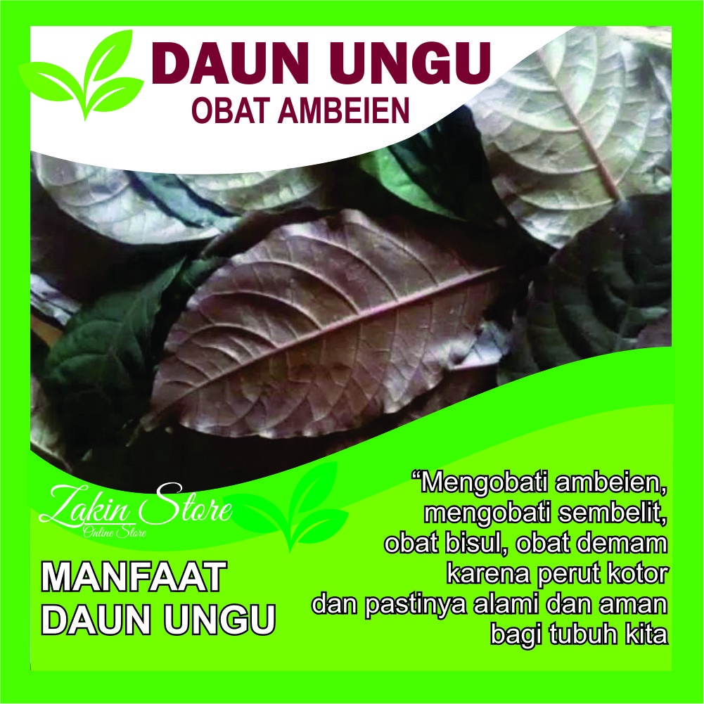 

Daun handeuleum / daun ungu / daun wungu segar obat wasir / herbal Wasir/ Ambeien