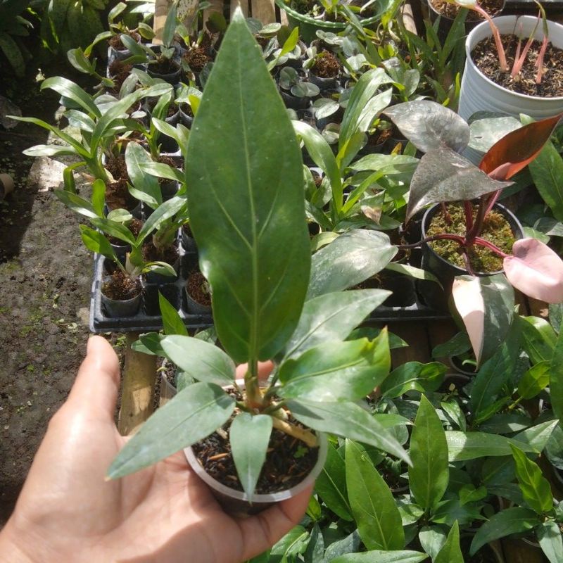 Bibit bunga Anthurium Gelombang Cinta