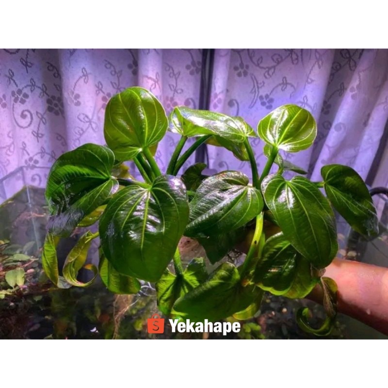 New Product 25pcs_Echinodorus_Iguazu_Stlye Original