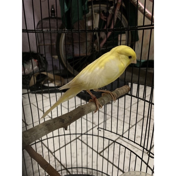 Kenari bahan seri AF