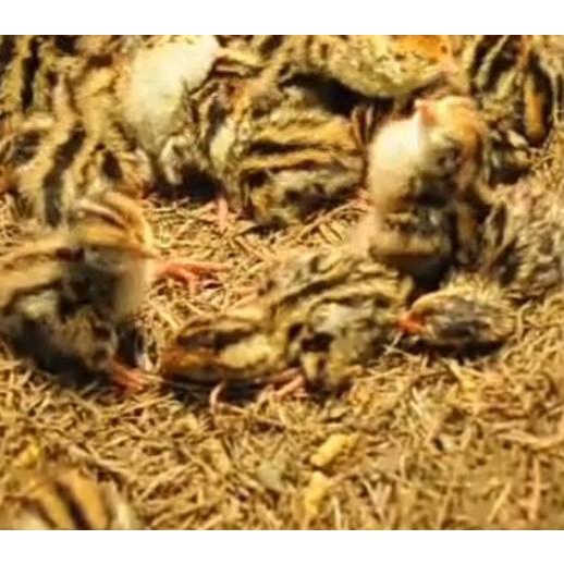 

EXCLUSIVE!Telur puyuh tetas/fertil kemasan 50 butir + bonus telur|SQ8