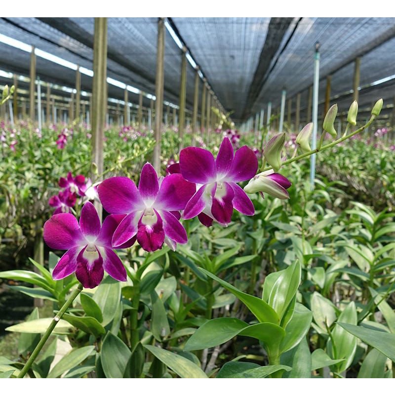 anggrek dendrobium sonia