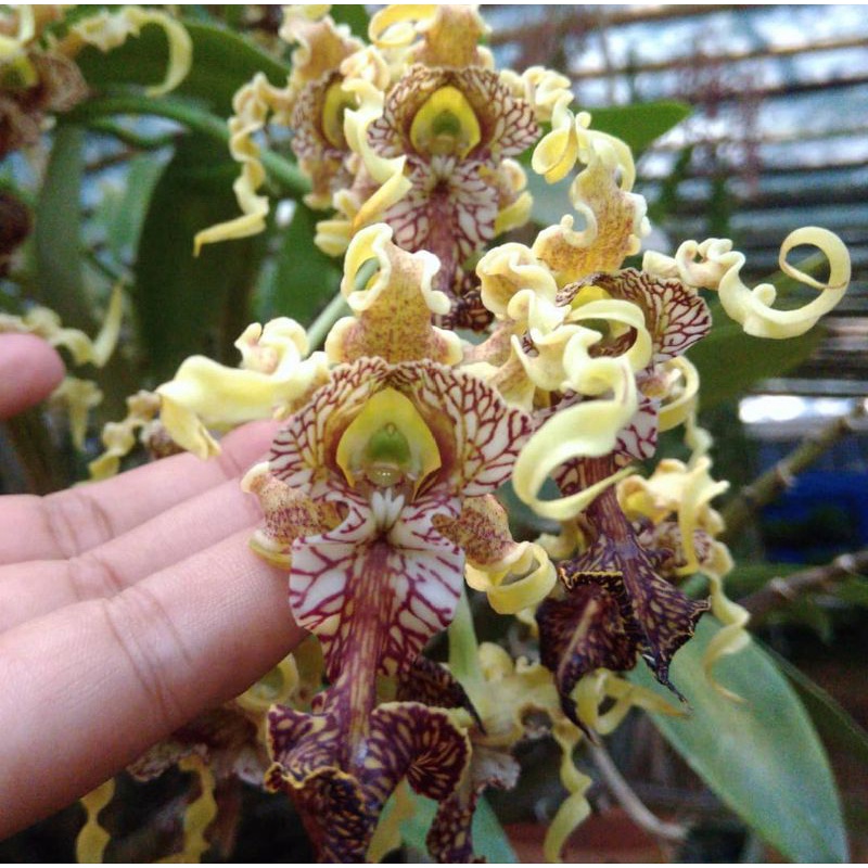 Anggrek Dendrobium Spectabile