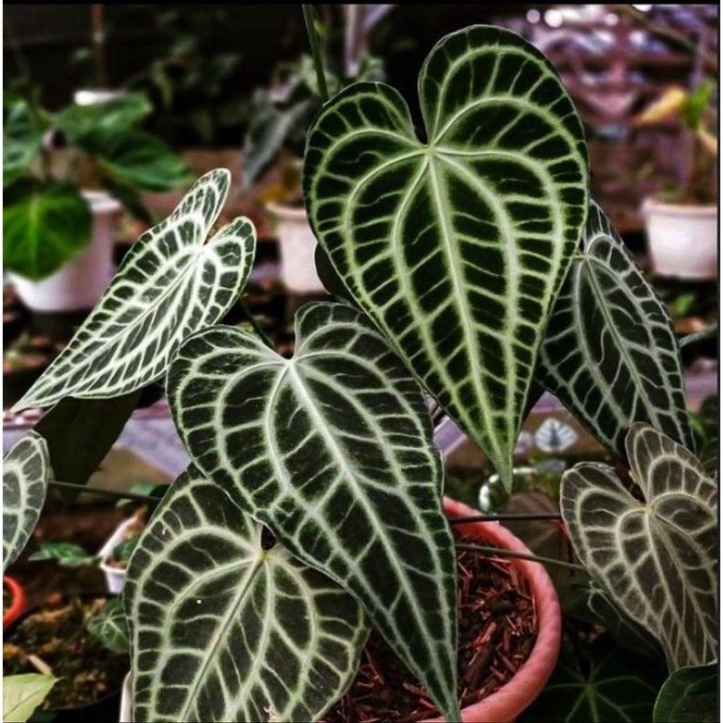 anthurium king clarinervium original