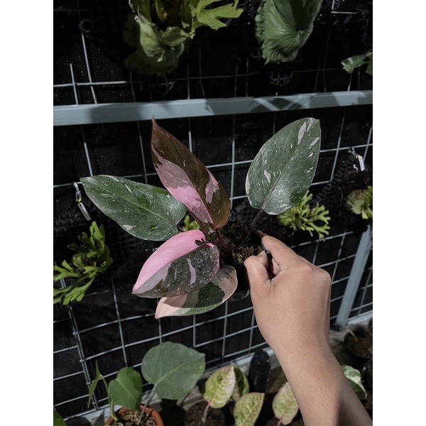 Philodendron Pink Princess Marble