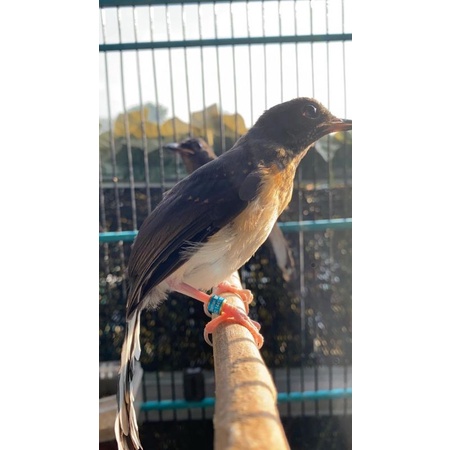 MURAI BATU TROTOL BETINA TRAH PRESTASI