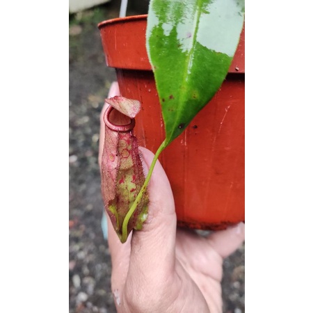 tanaman hias kantong semar nepenthes hibrid merah