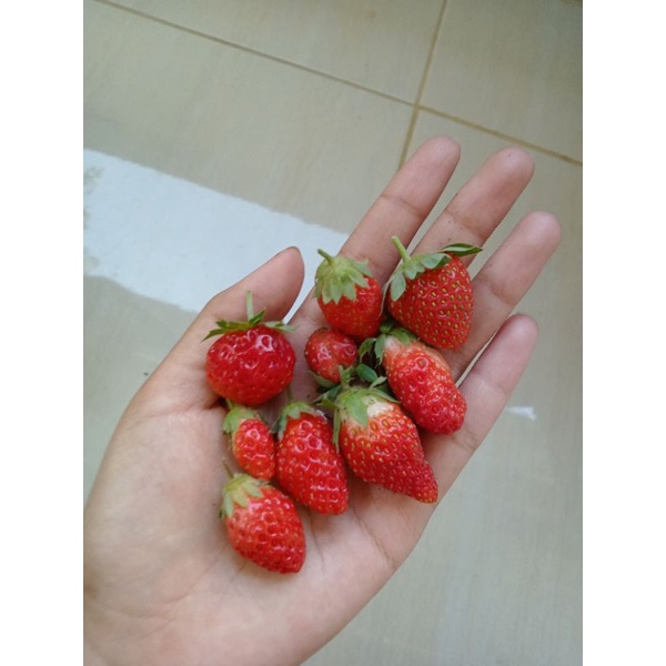 

buah strawberry