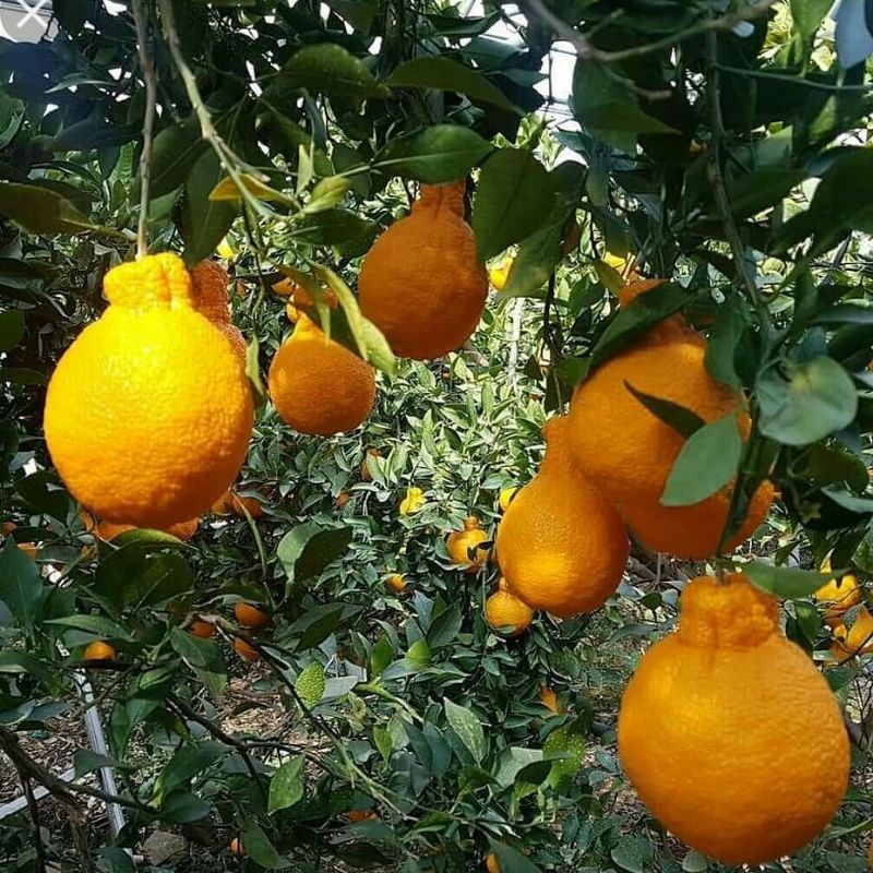 Bibit jeruk dekopon