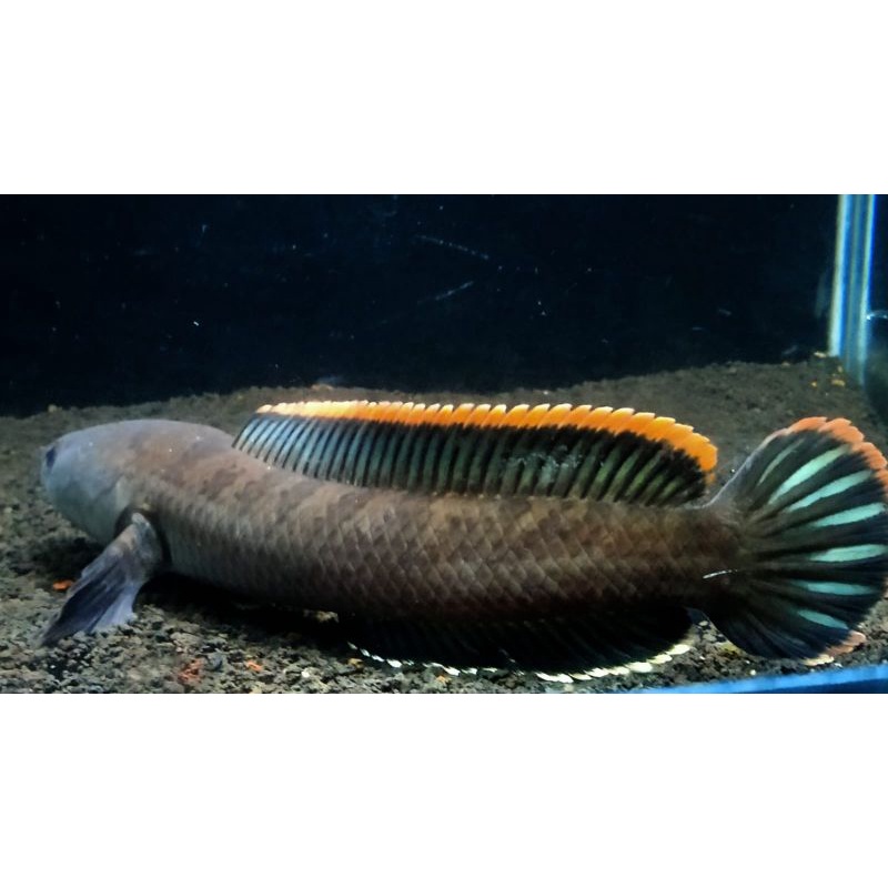 (C.O.D Bisa) Limbata Rim Tebal Grade A++