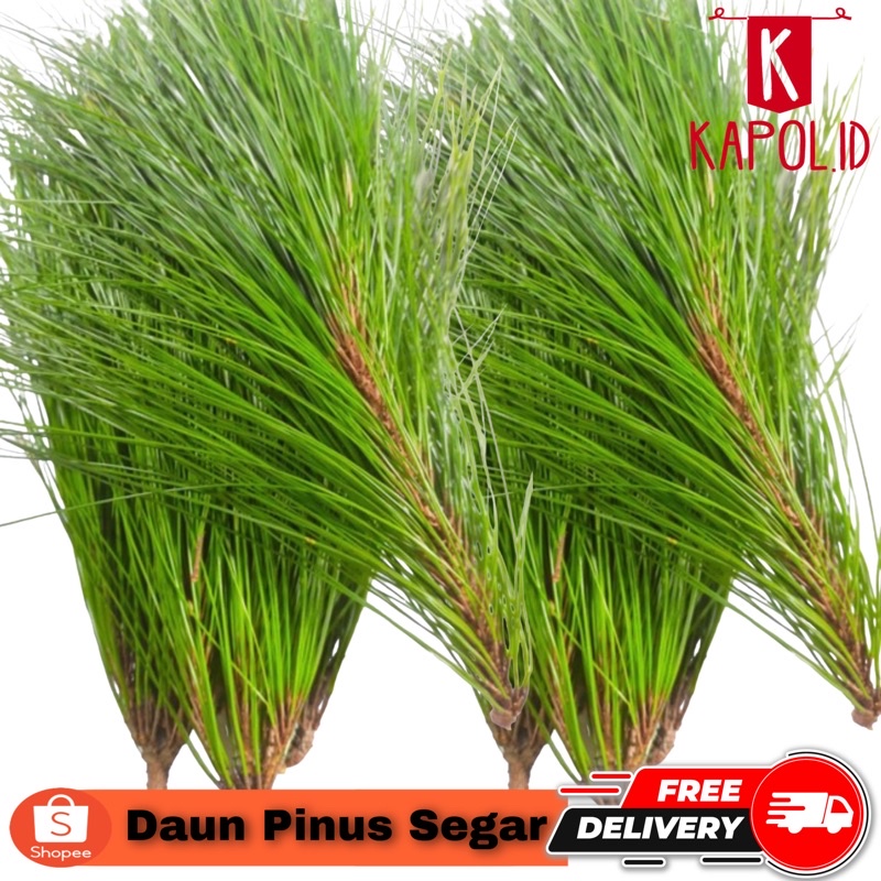 

daun pinus segar obat stroke