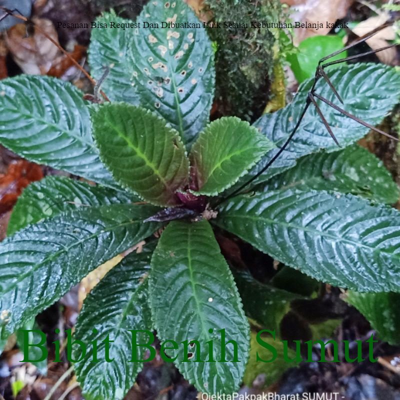 Tanaman Hidup Elatostema rugosum Sumatera Tanaman Hidup Hutan Sumatera Indoor Outdoor Bila ingin ord
