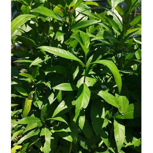 

Daun gandarusa segar 500 gram