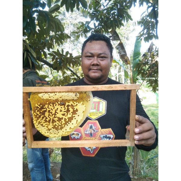 

Madu Tawon Locok/Cerana