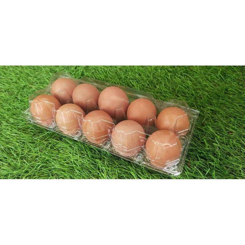 Tatakan telur karton Tempat telur mika isi 10 butir Bekas layak pakai EGG TRAY