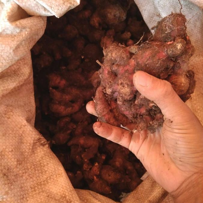 

jahe merah medan 1kg /Jahe Merah Segar / jahe merah fresh masih ada ta