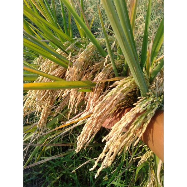 BIO7 PUPUK CAIR ORGANIK BIOAKTIFATOR ORIGINAL