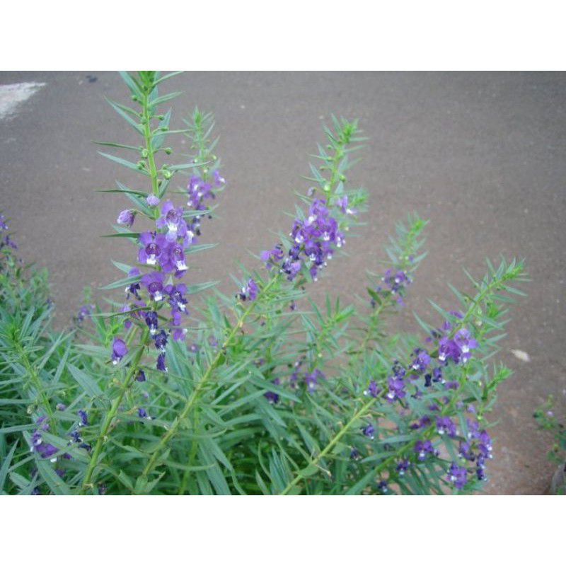 bibit bunga lavender
