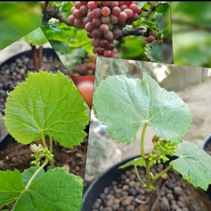 Bibit Tanaman Buah Anggur Merah Berbunga /Siap Berbuah