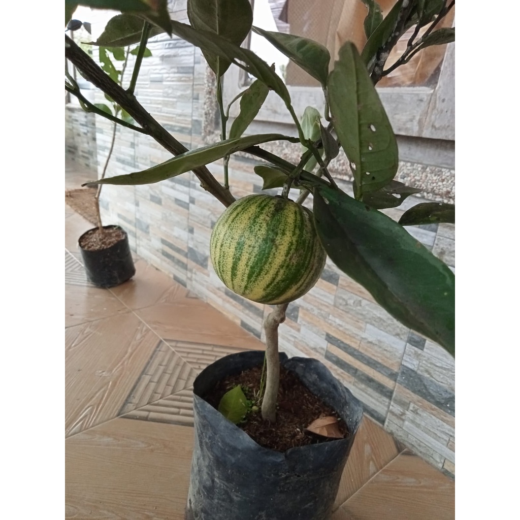 Bibit Jeruk Sunkist Variegata Kondisi berbuah