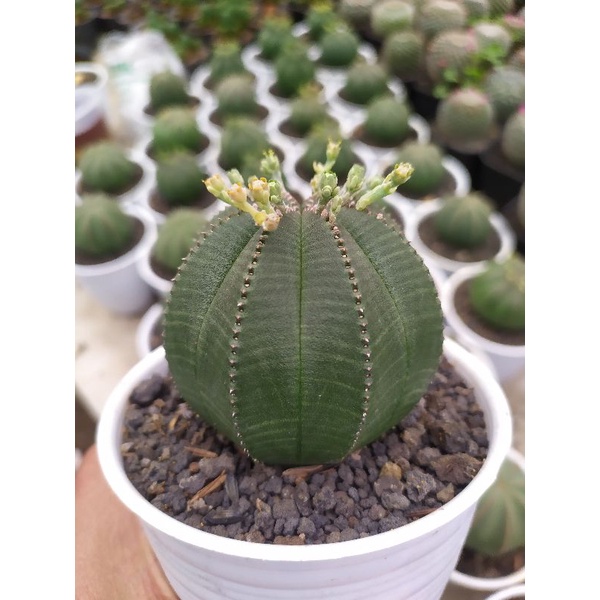 Euphorbia Obesa import (seedling) size besar | kaktus dan sukulen