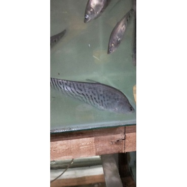 

ikan belida royal