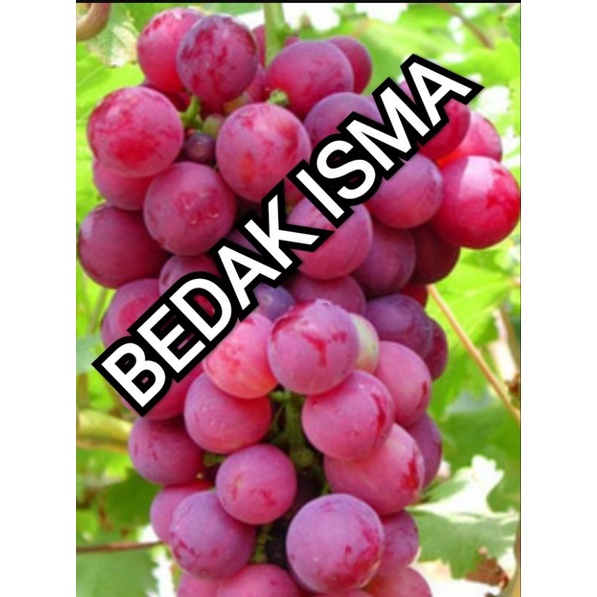 

BUAH ANGGUR MERAH IMPORT